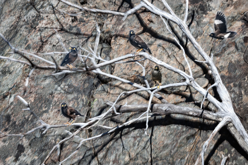 Branch of Life