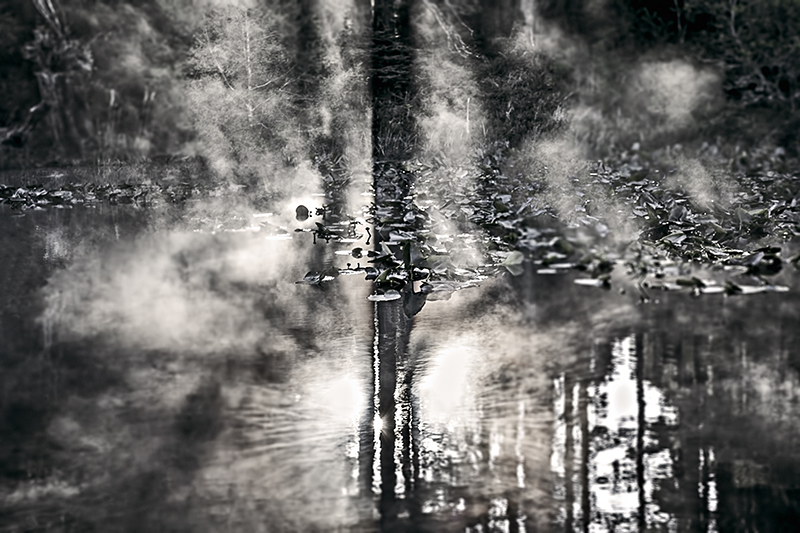 Division of Light and Dark