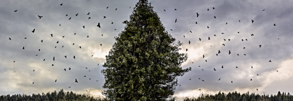Crow Manifestation