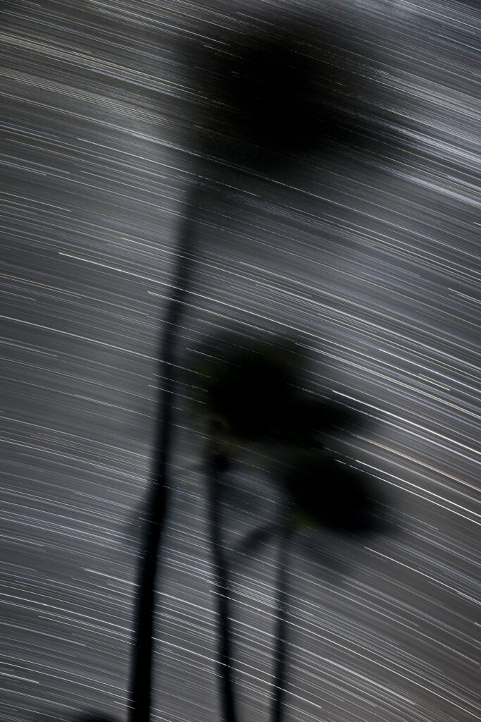 Night Shadows