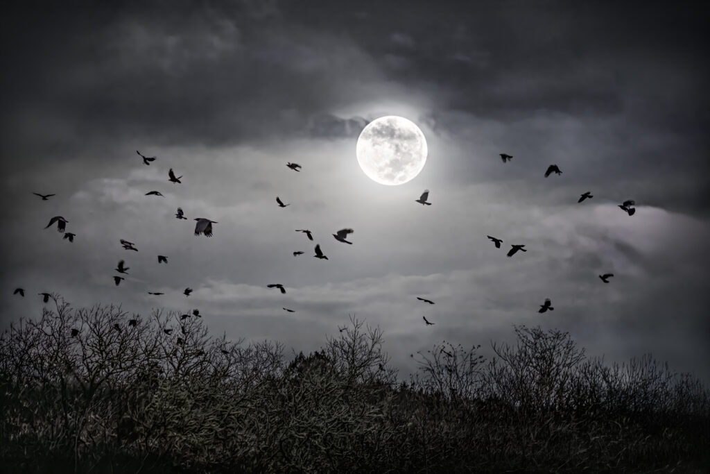 Crow Flight in Full Moon