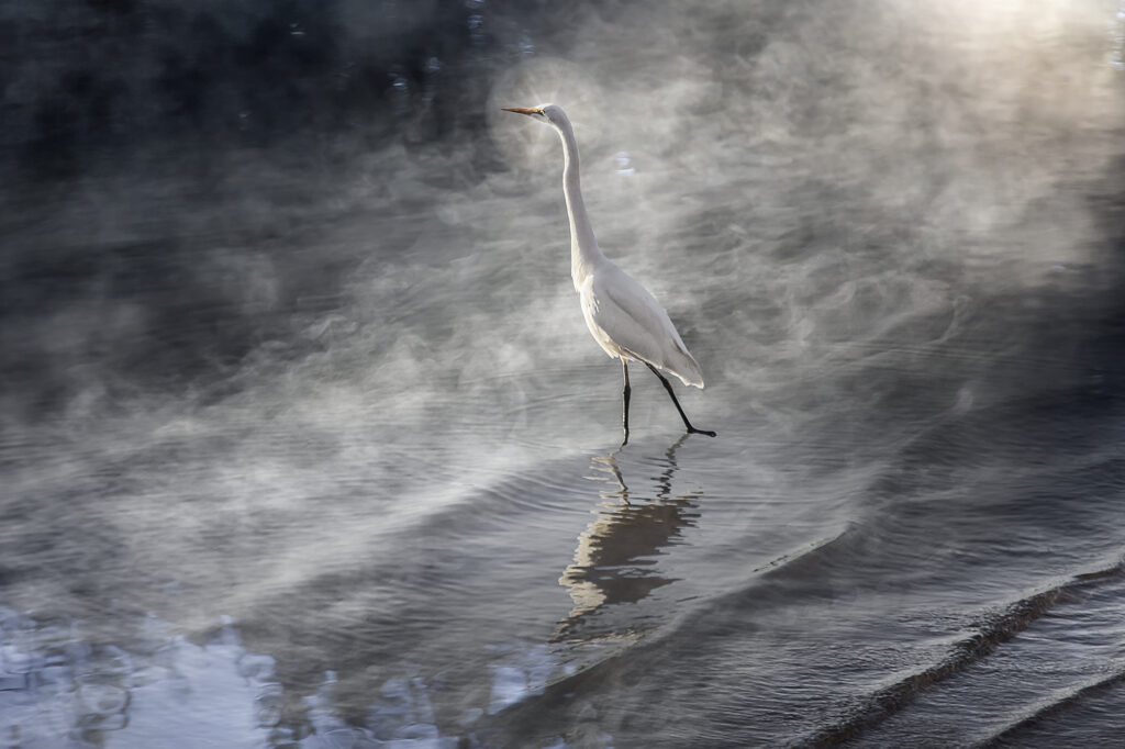 Egret Spirit in Morning Vapor