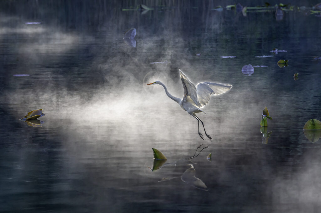 Egret in Physical Space and Mystical Time