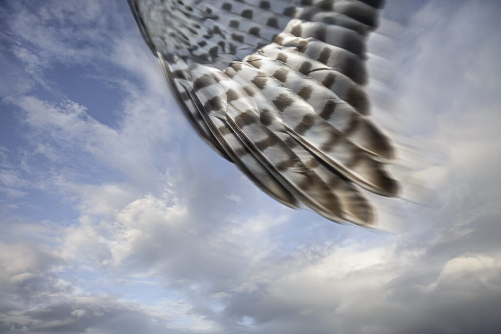 Migration