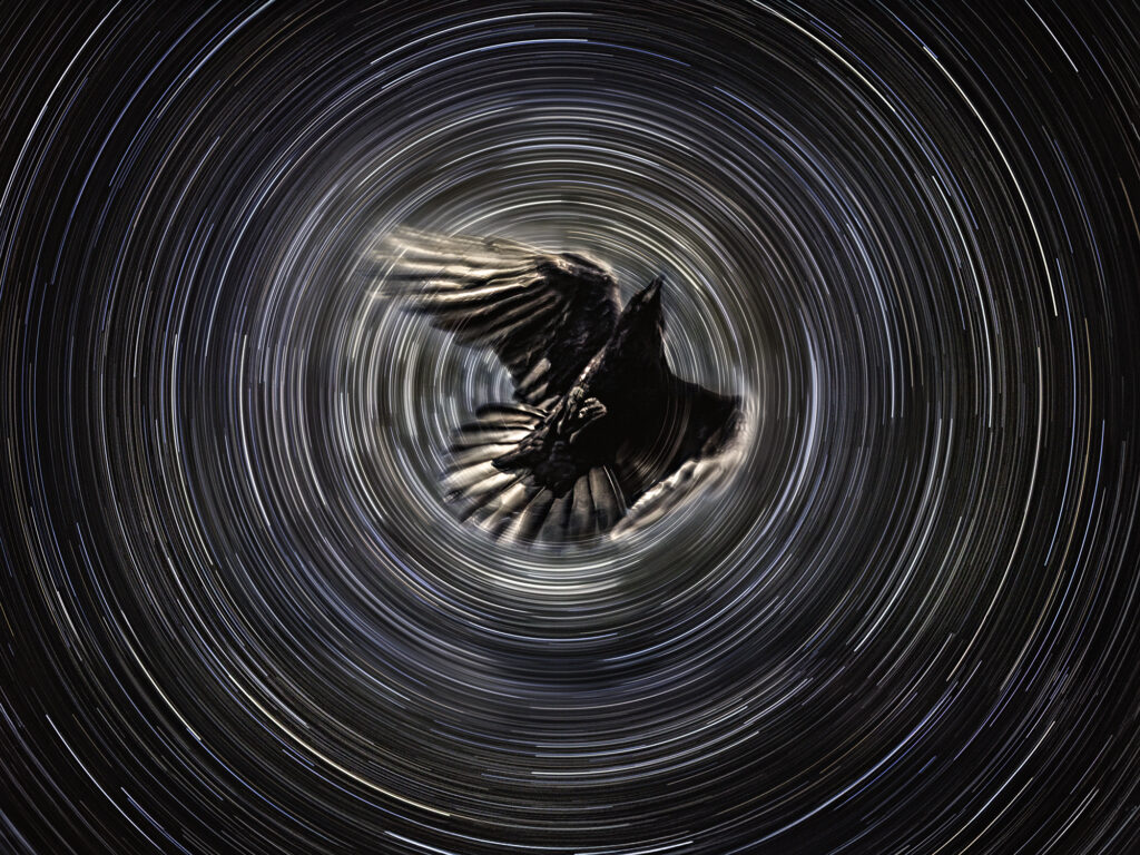 Raven Returning from the North Star
