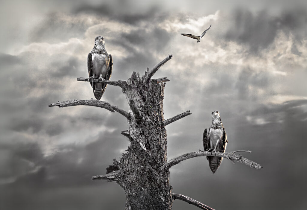 The Eyes of Nature