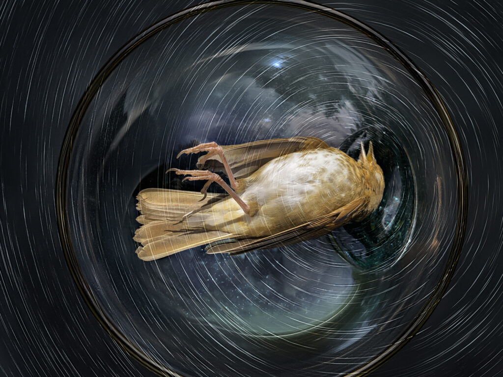 The Spiral of Life